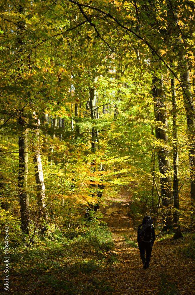 Gold autumn trees in the forest