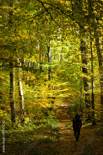 Obraz na płótnie Gold autumn trees in the forest w salonie