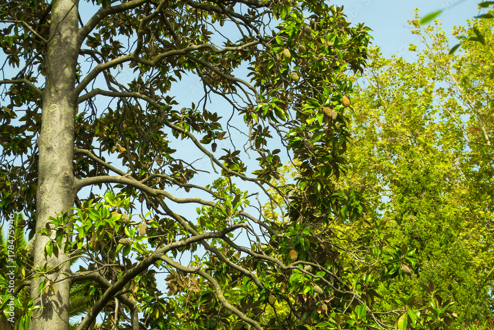 A deciduous tree with fruits similar to cones. Montenegro A deciduous tree with fruits similar to cones. Montenegro