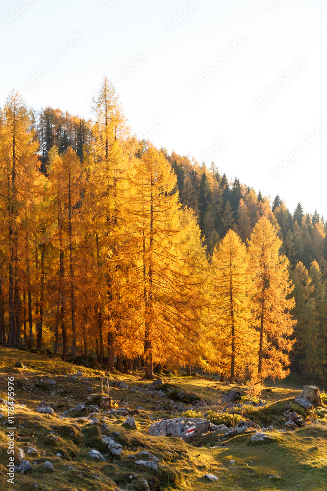 Fototapeta premium Golden larches in mountains. Beautiful autumn landscape