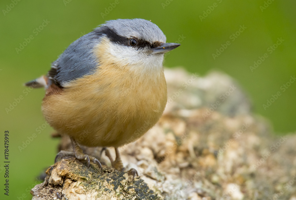 Fototapeta premium Brhlík lesní