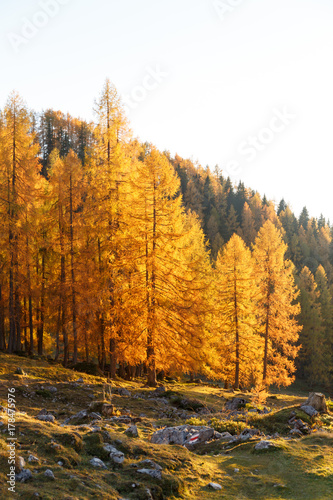 Golden larches in mountains. Beautiful autumn landscape