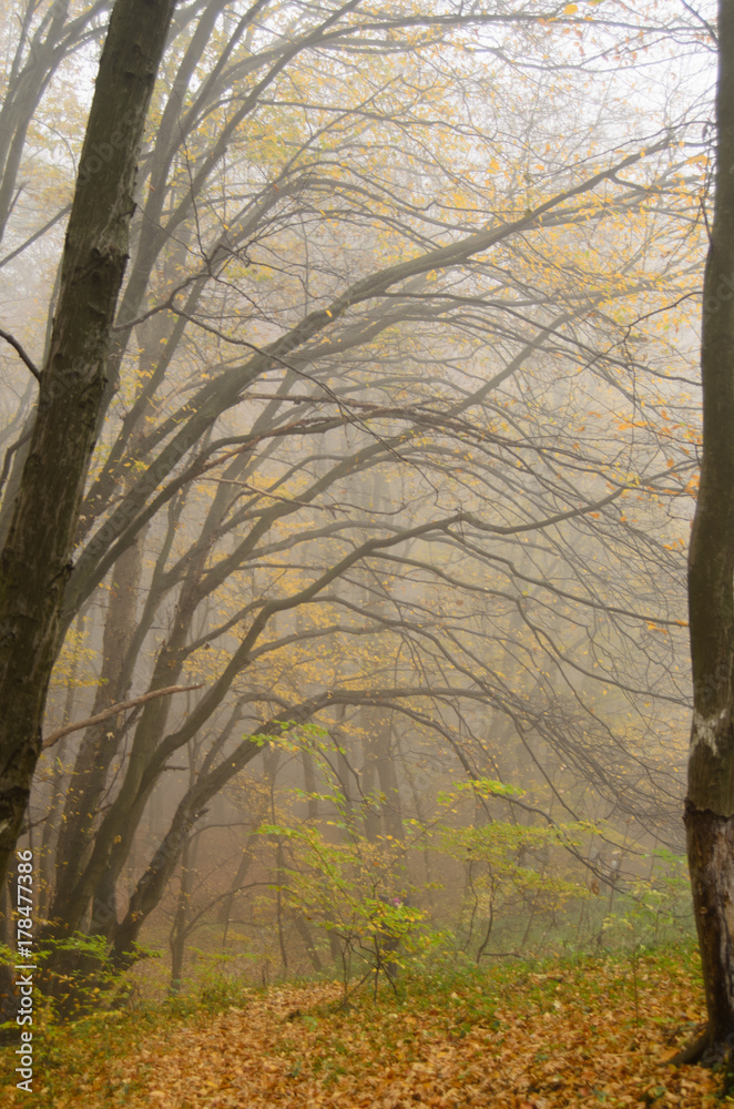 Misty forest with dense fog