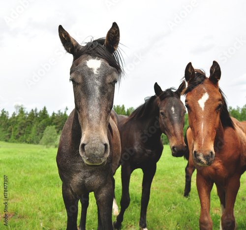 Three horses. © milanaserk