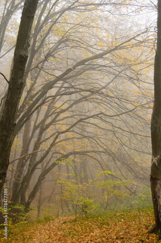 Misty forest with dense fog
