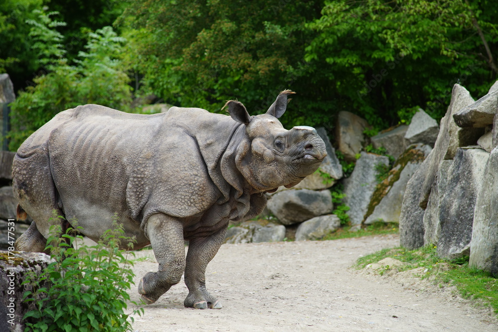 Fototapeta premium Nashorn