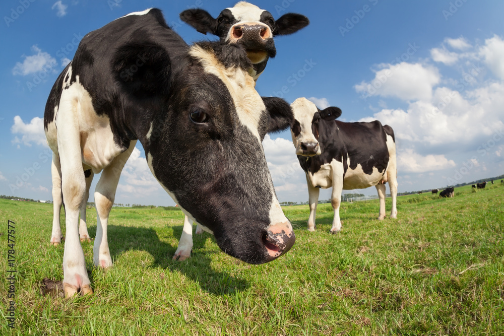 cows on green pasture over blue sky