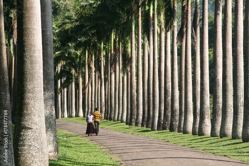 Jardin de Peradeniya au Sri Lanka photo