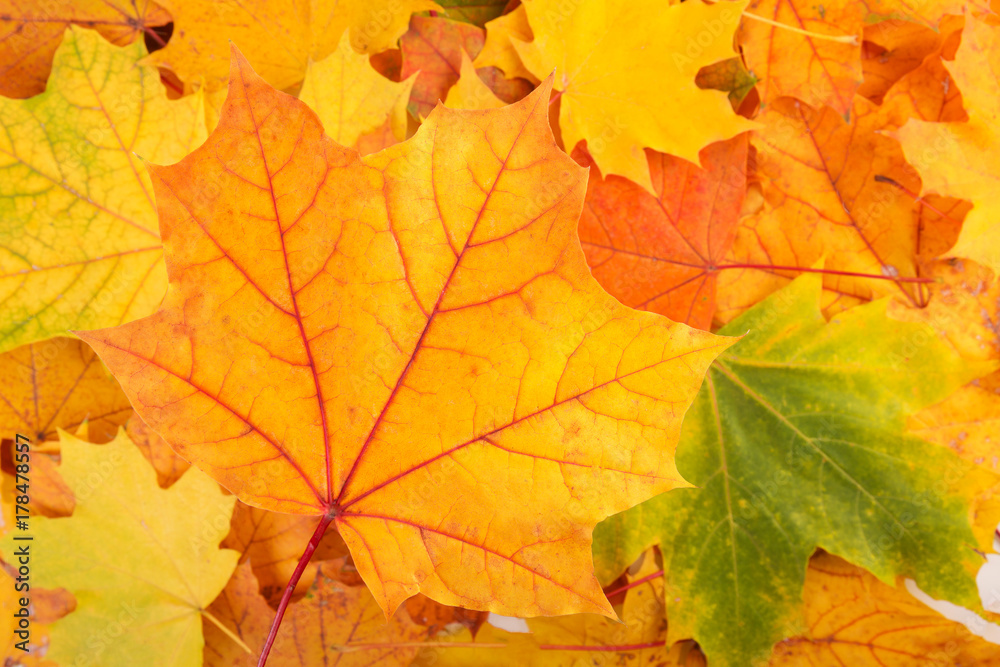 Autumn Autumn
