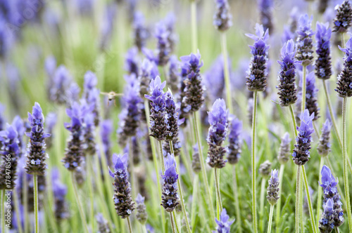 Lavender Plants in a Field with a Bee Hovering By © photographyfirm