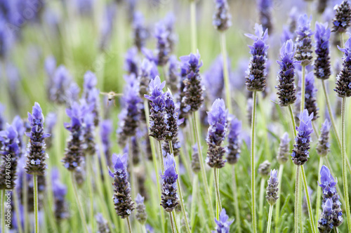 Lavender Plants in a Field with a Bee Hovering By