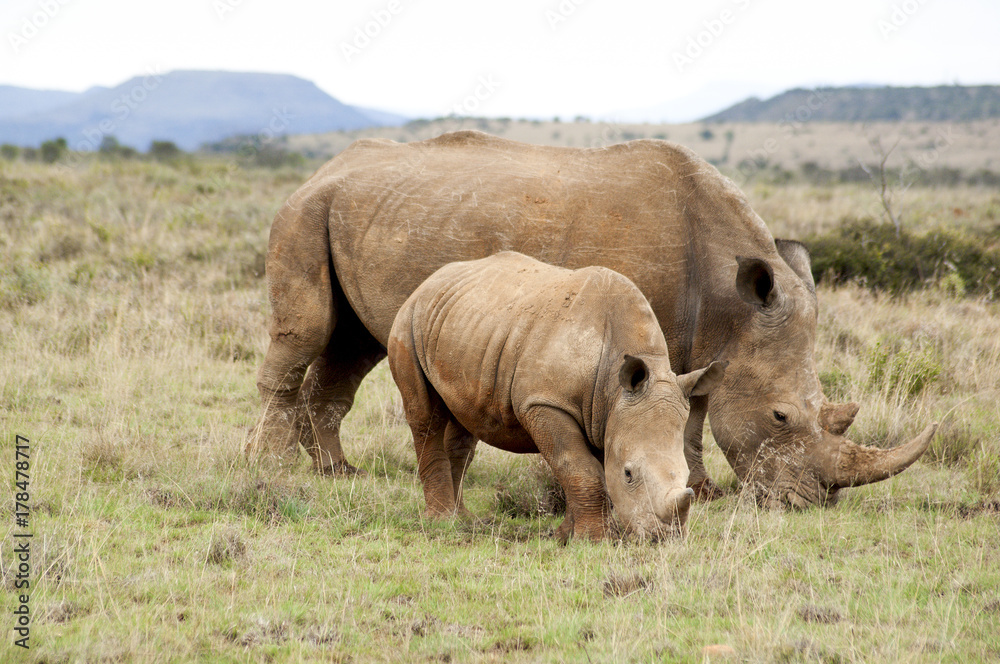 Naklejka premium Adult and Baby Rhinoceros Roaming on Grassy Land