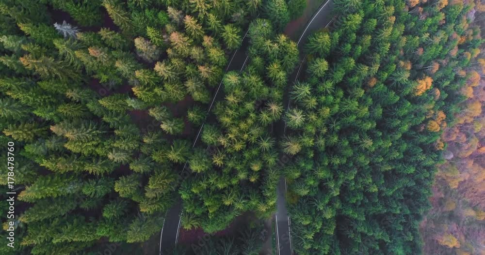 Overhead aerial top view over car travelling on hairpin bend turn road in countryside autumn forest.Fall orange,green,yellow pine tree woods.Fog Street path establisher.4k drone flight straight-down