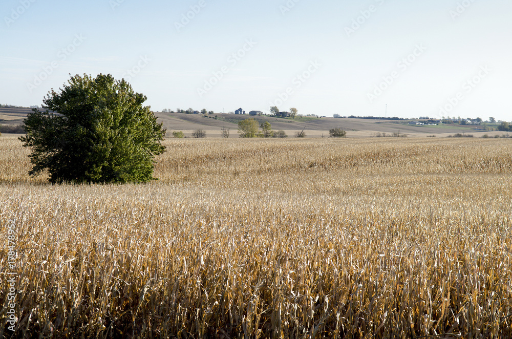 Lone Tree in the Middle of a Corn Field