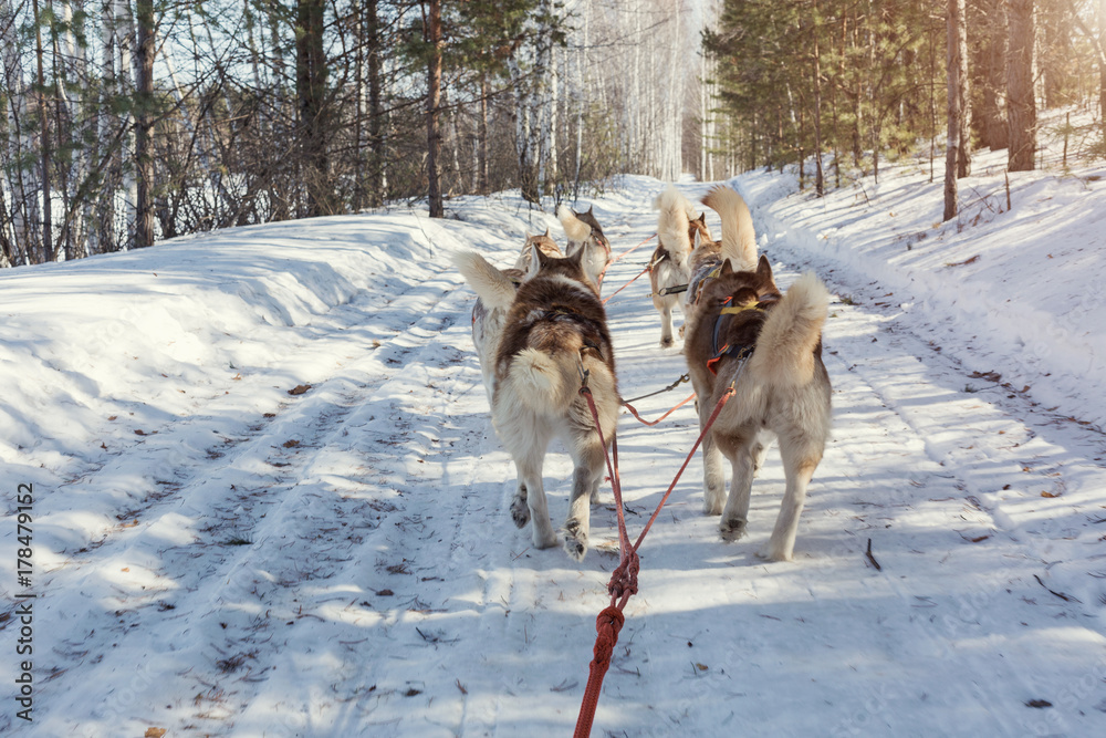 Husky sledge ride in winter forest landscape Husky sledge ride in winter forest landscape