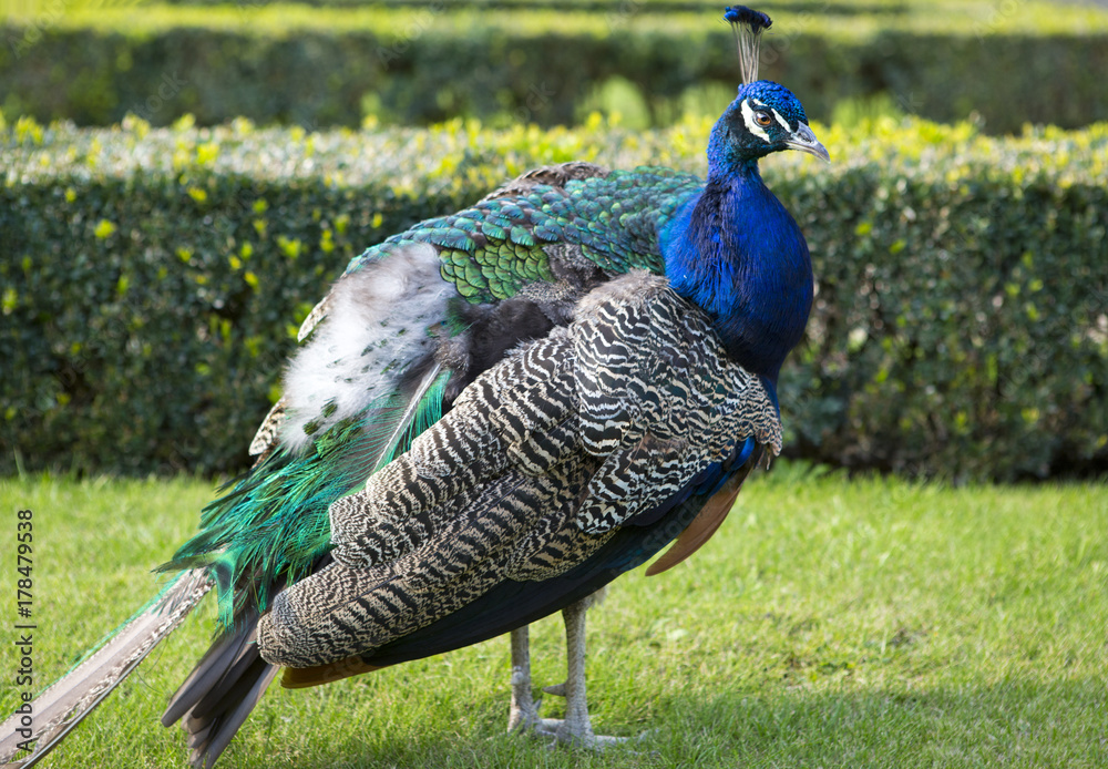 Fototapeta premium The peacock on a green grass