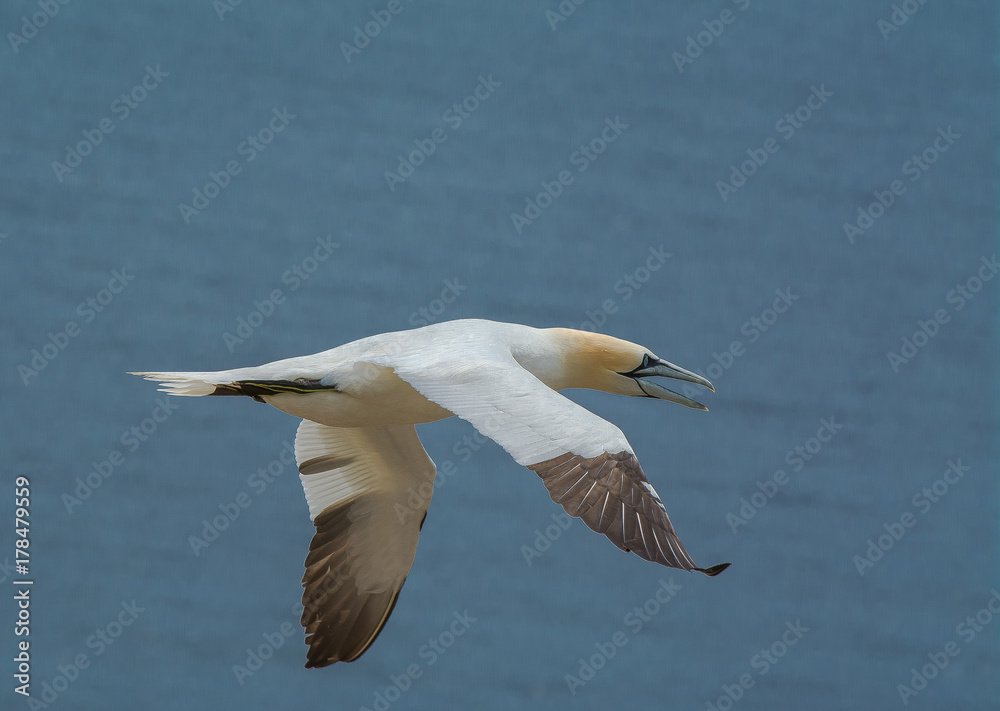 Northern Gannet Flying Northern Gannet Flying