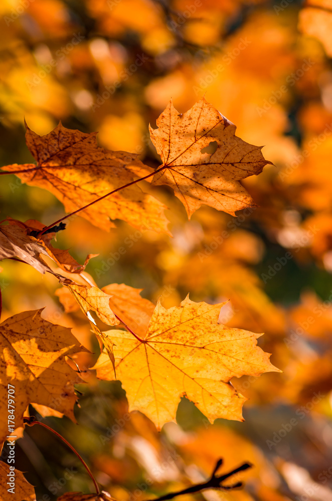 Obraz premium Colorful autumn maple leaves