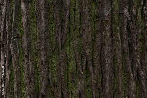 Bark of a tree with moss background  texture