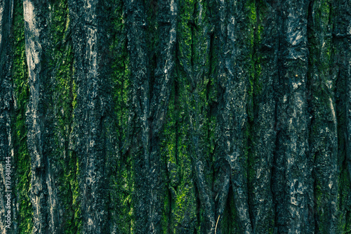 Bark of a tree with moss background, texture