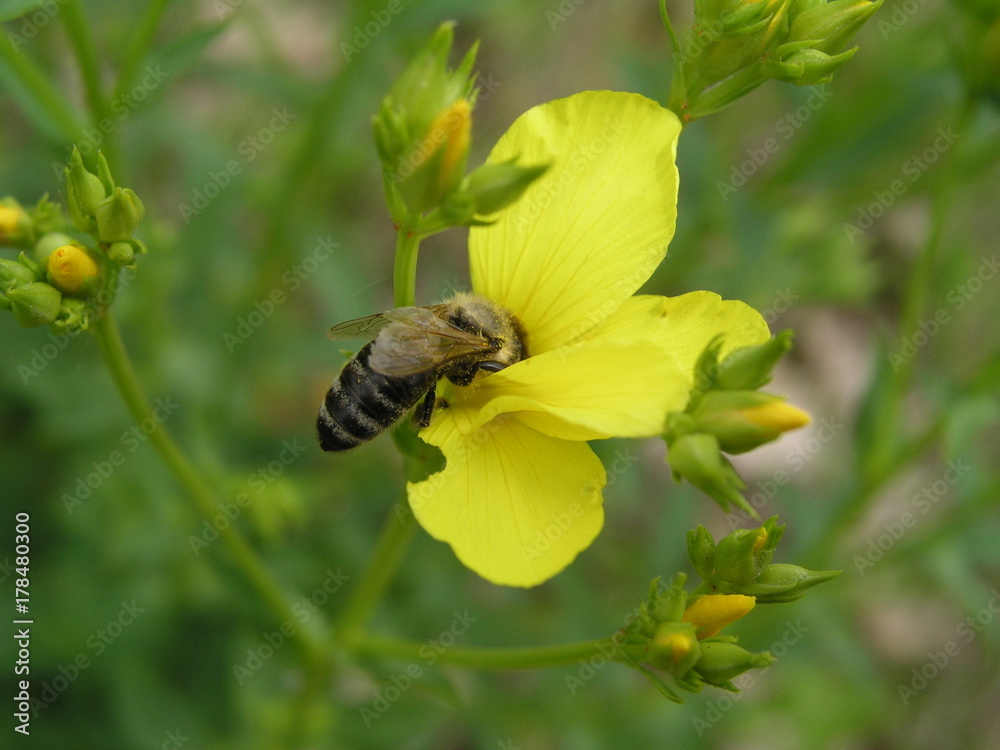 Linum maritimum yellow flowers growing in Europe. Honey and medi Linum maritimum yellow flowers growing in Europe. Honey and medi