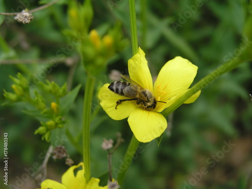 Linum maritimum yellow flowers growing in Europe. Honey and medi photo