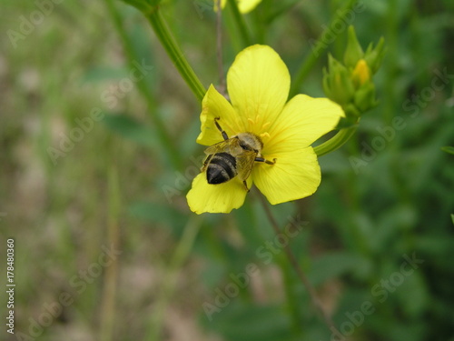 Linum maritimum yellow flowers growing in Europe. Honey and medi photo