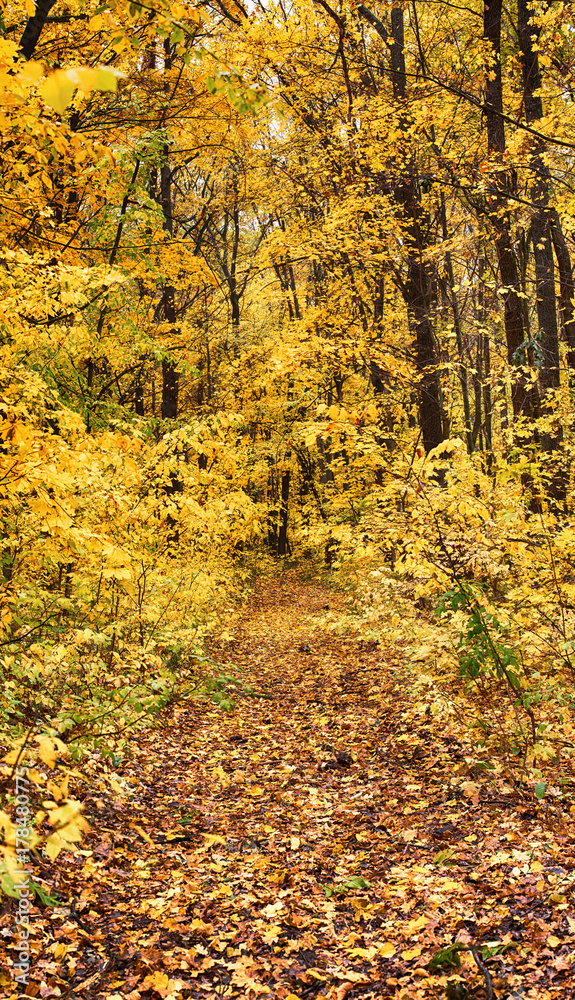 Obraz premium Country road an autumn park