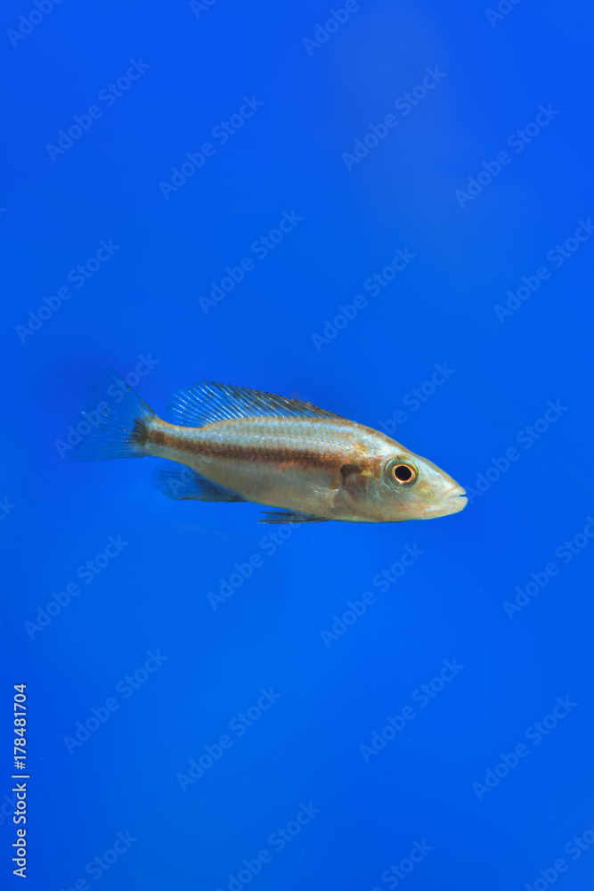 Beautiful aquarium fish Beautiful aquarium fish