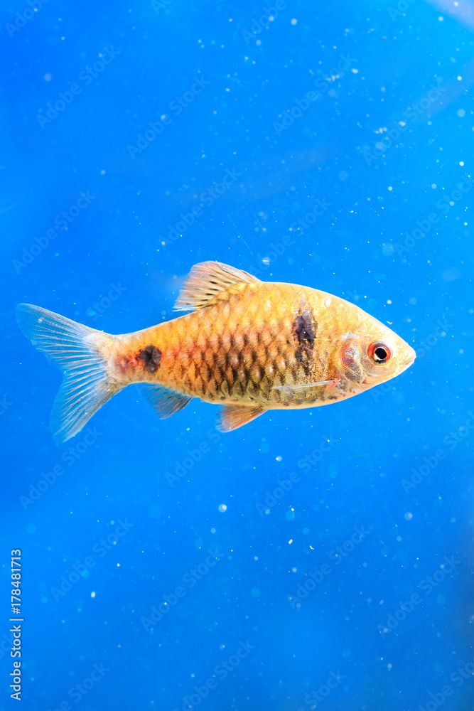 Fototapeta premium Beautiful aquarium fish