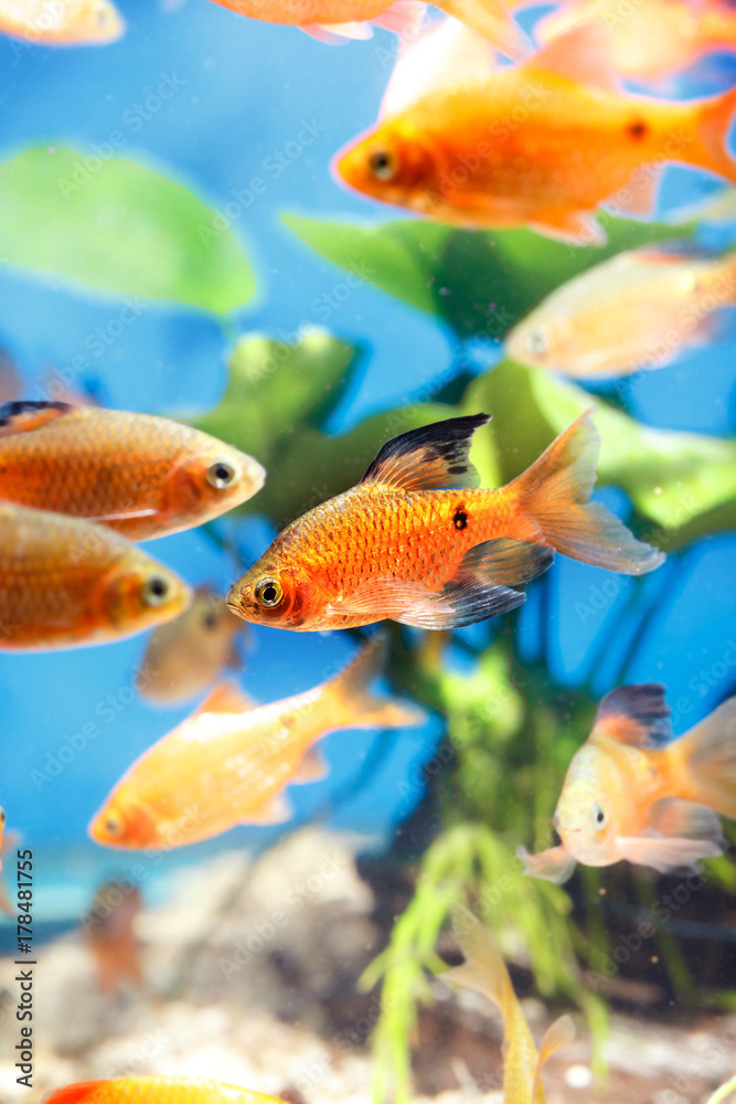 Fototapeta premium Beautiful aquarium fish