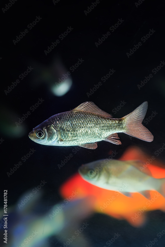Fototapeta premium Beautiful aquarium fish