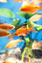 Beautiful aquarium fish