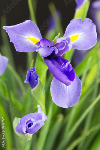 Fototapeta Naklejka Na Ścianę i Meble -  Iris plant with purple flowers and buds