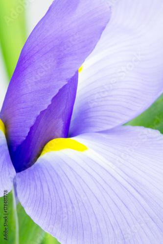 Close up of purple Dutch Iriis,  Iris hollndica. Vivid purple and yelow flower abstract. photo