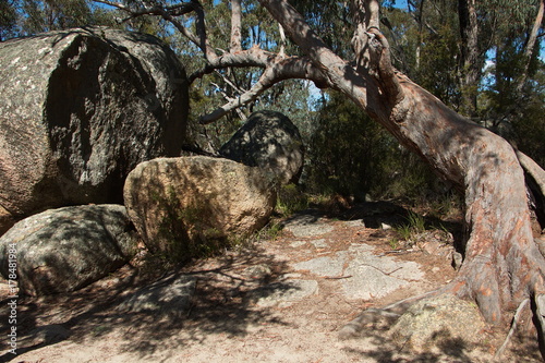 Girraween NP in New South Wales in Australien 