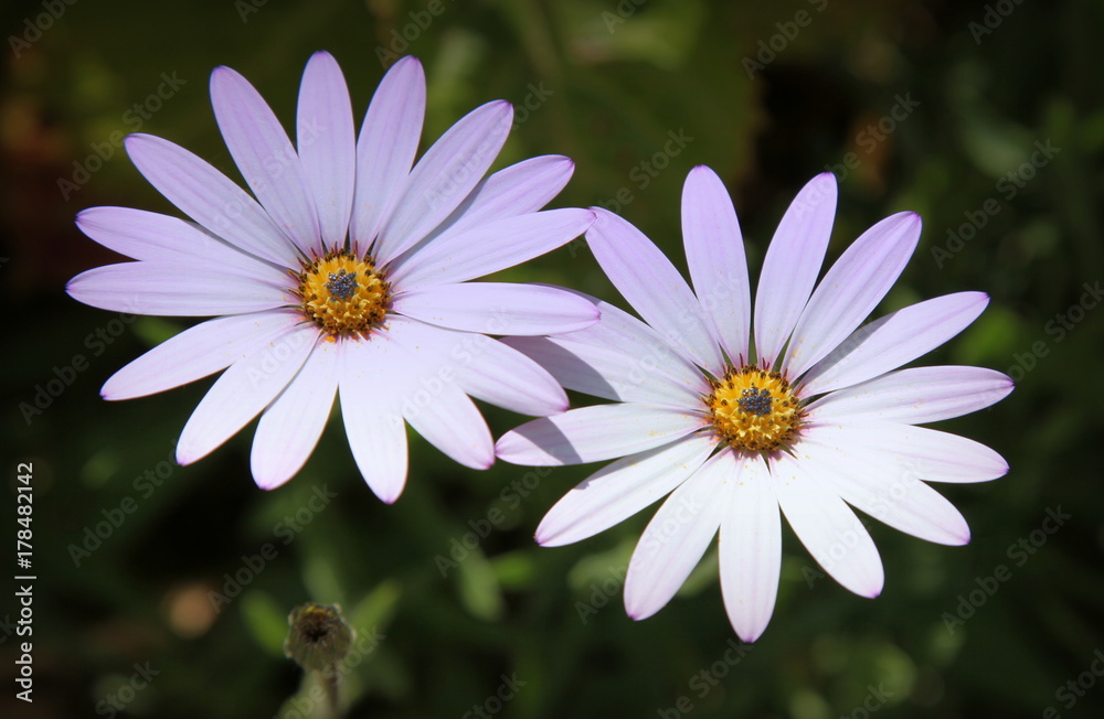 La lumière éclairait l'allée.