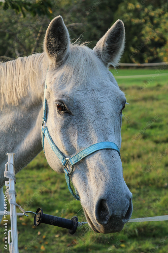 Fototapeta premium Pferd, Pferde auf Koppel 