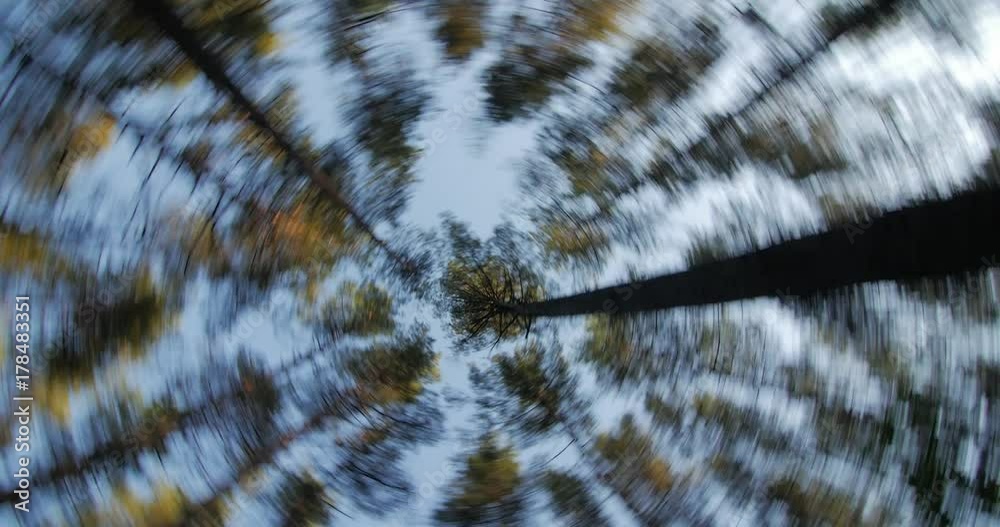Trunks of high pine trees, stretching up into the sky, camera fast rotates. Trunks of high pine trees, stretching up into the sky, camera fast rotates.