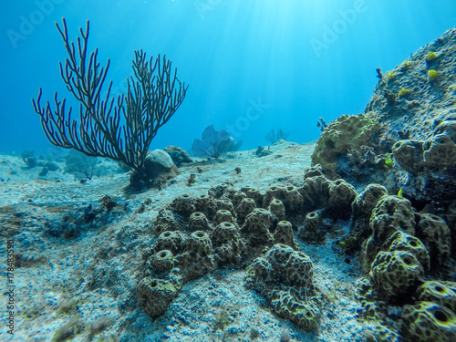 Sea or ocean underwater coral reef different aglas and underwater plants photo