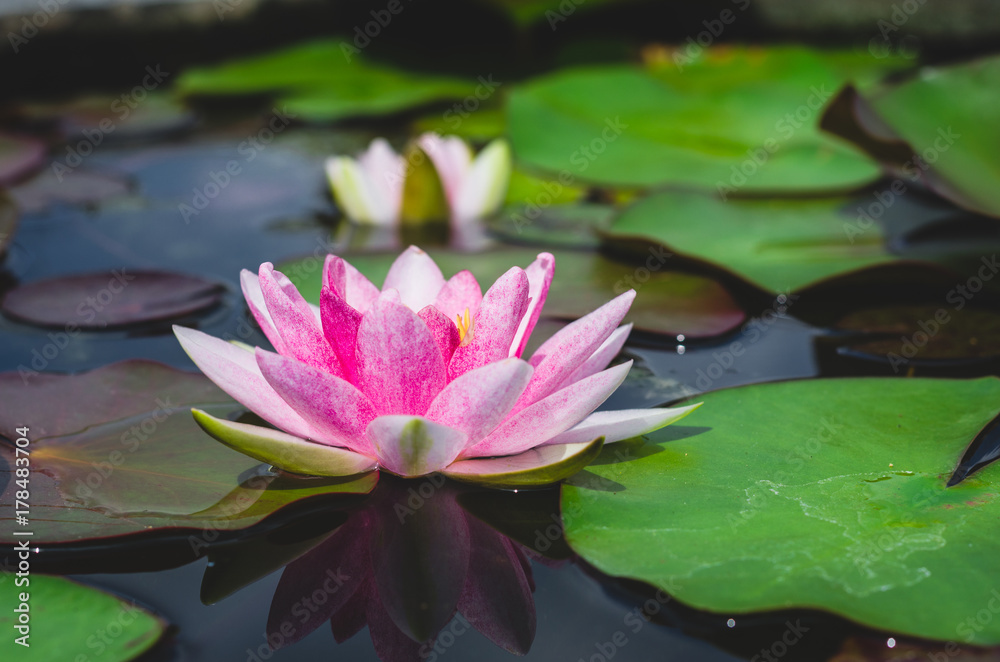 pink lotus in pond, impressive beautiful aquatic flower. pink lotus in pond, impressive beautiful aquatic flower.