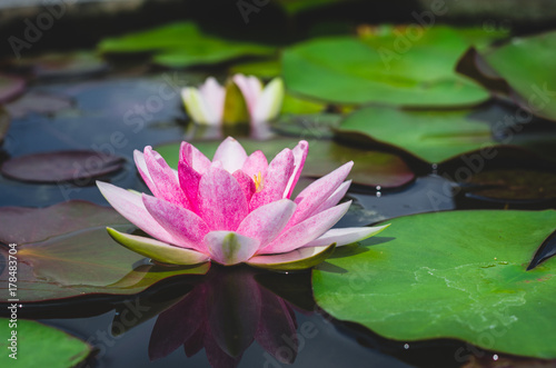 pink lotus in pond, impressive beautiful aquatic flower.