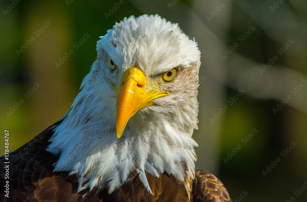 Obraz premium Majestic Eagle