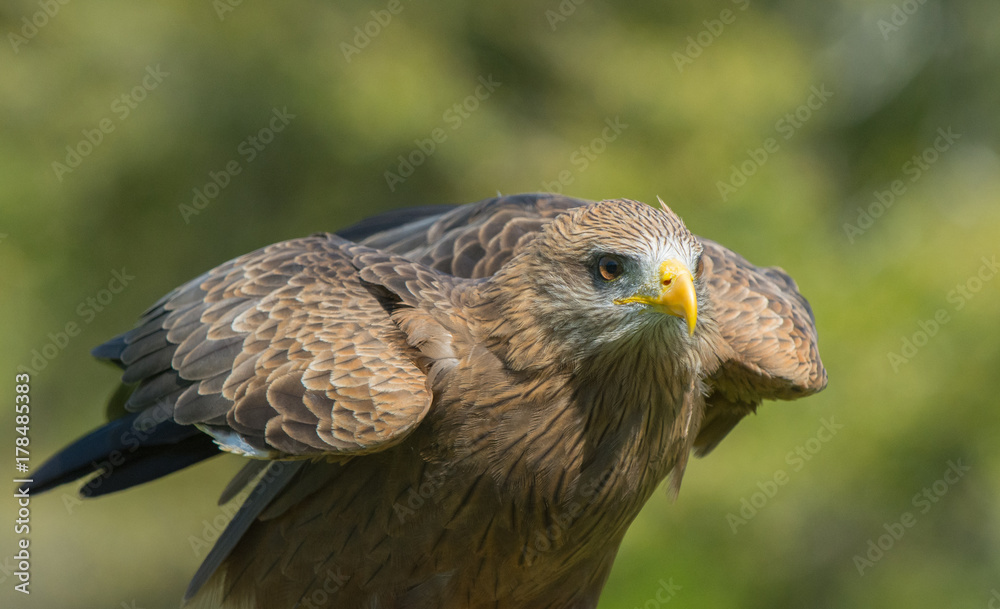 Fototapeta premium Majestic Raptor