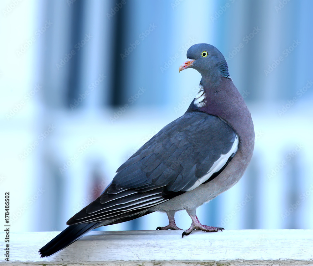 Close up portrait of the common wood pigeon (Columba palumbus) Close up portrait of the common wood pigeon (Columba palumbus)