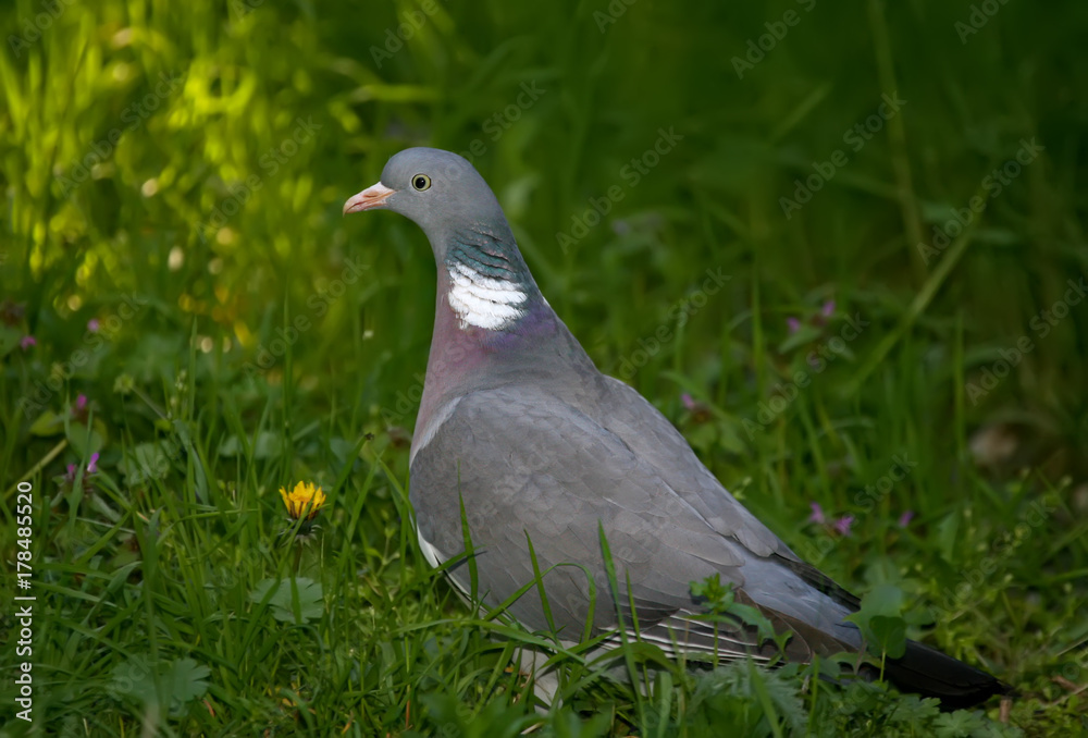 Close up portrait of the common wood pigeon (Columba palumbus) on the grass Close up portrait of the common wood pigeon (Columba palumbus) on the grass