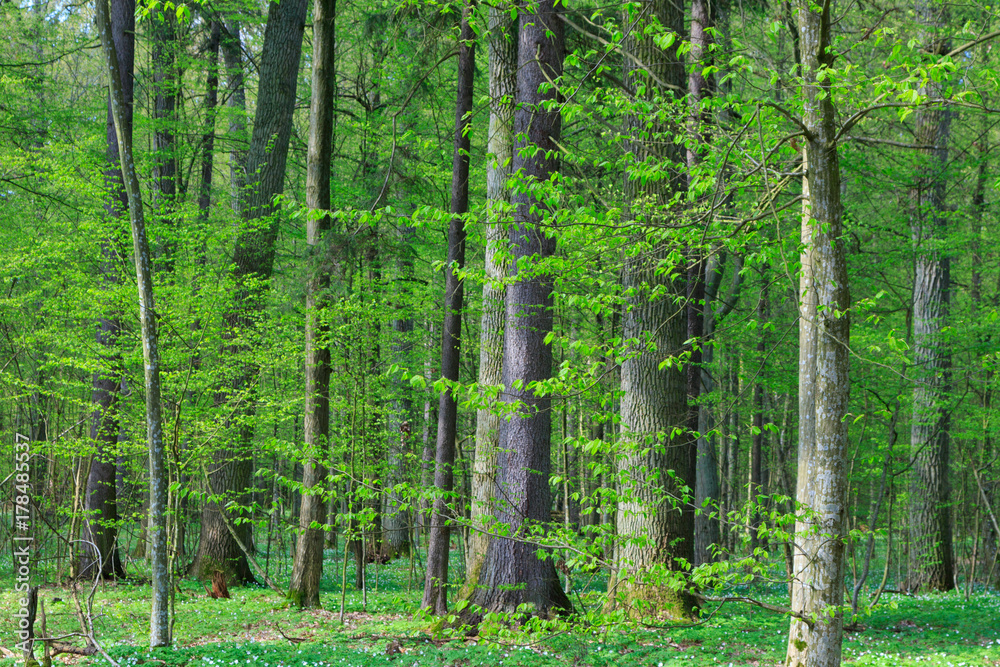Obraz premium Fresh mixed forest stand in springtime sun