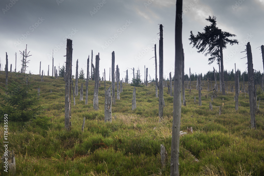 Fototapeta premium devastated trees in Giant mountains in Poland
