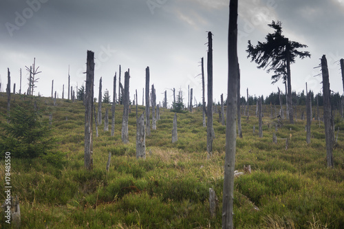 devastated trees in Giant mountains in Poland