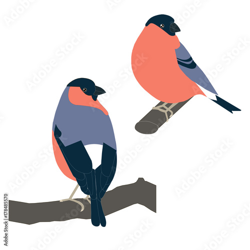 Hand drawn colorful bullfinches for coloring page and print, stock vector illustration